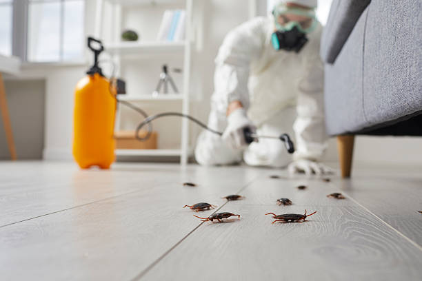 Commercial Rodent Management in Hamlin